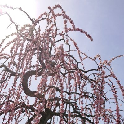 いいねは共感です。 一回Twitter離れましたが、戻ってきました。 旦那の事自分の事子供の事使い分ける器用な事出来ず色々です。無言フォローさせていただいてますm(_ _)m テーマバラバラですが、どうぞ宜しくお願いします。 お金儲け、出会い系と思われるアカウントはブロックさせていただきますm(__)m
