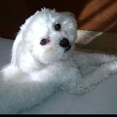 MzUKEdiVBUDUMRy's profile picture. トレクルやってます！ユーザー名森のブーでやってます！レベル1200懸賞金10億!基本的時間があればトレクルやってます😊トレクルやってる人やトレクルやってない人でも気軽に絡んでください😊