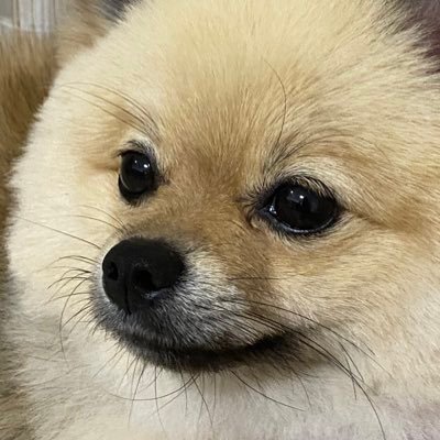 ポメラニアンのちーちゃん (@goE7MzGHjJl7hHL) / Posts / X