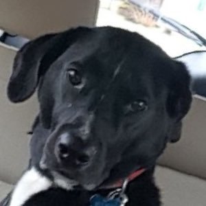 DogsNSunshine Profile Picture