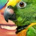 𝕆𝕡𝕥𝕚𝕞𝕚𝕤𝕥𝕚𝕟 🐦@dieoptimistin.bsky.social (@flauschthequeen) Twitter profile photo 𝕆𝕡𝕥𝕚𝕞𝕚𝕤𝕥𝕚𝕟 🐦@dieoptimistin.bsky.social (@flauschthequeen) Twitter profile photo
