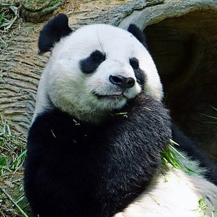 real_Pandarmy's profile picture. #Pandarmy : Schwurbelkommentierung live jeden Montag seit September 2022 bei #freiheitstream

Wir sind auch auf Discord: Anfragen dafür bitte per PM