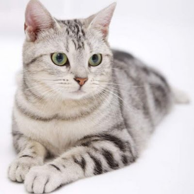 weichen54370285's profile picture. 