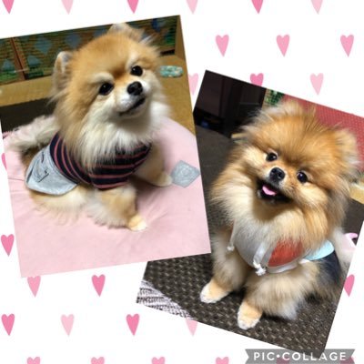 2018年4月11日生まれ🍀ポメチワいぶき（いぶ）♀🐶 短いあんよがチャームポイントの癒し系ワンコ🥰 2021年4月22日生まれ🍀ポメラニアンめろん♀たまにキャバリア♂ロンも登場します🐶仲良くしてください❤︎*.(๓´͈ ˘ `͈๓).*❤︎#富士住建の家🏠紹介制度あります🫶🏻