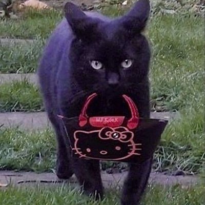 meowningless's profile picture. you'll miss me when i'm not around