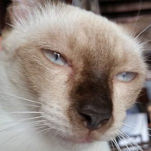 CKlangkao's profile picture. 