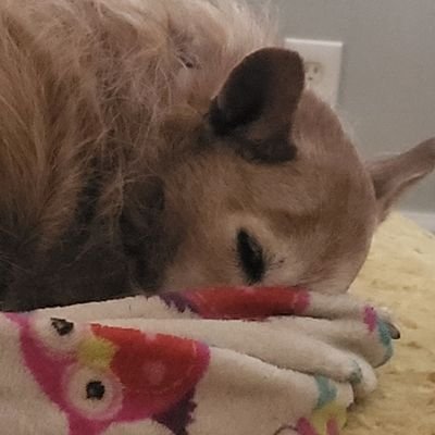 arhall2017's profile picture. Crafter, Quilter, Lover of Animals both great and small