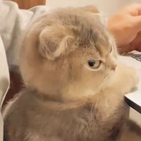 james (@jamesbehavior) 's Twitter Profile