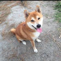 豆子 (@bean031111) 's Twitter Profile