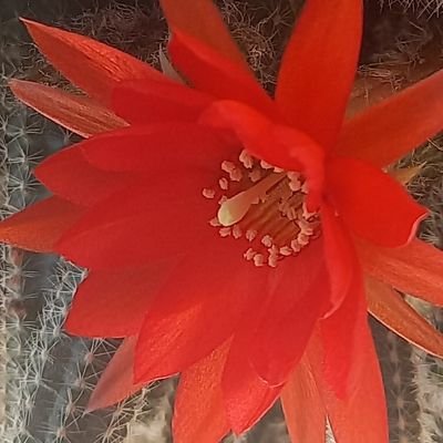 Aysunzen12's profile picture. 