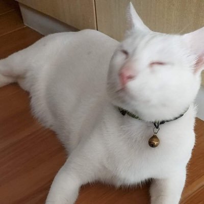 anjejejejejeli's profile picture. little wanderer