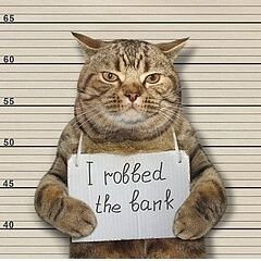 RicoPredicat's profile picture. Steady Cats! Deploying More Kibble