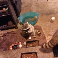 LINDA COPPEN (@lindawhoopiboo1) 's Twitter Profile
