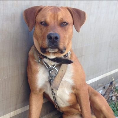 SuatUcr1's profile picture. 