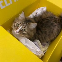Baba 🐾🐱 (@babasiberian) 's Twitter Profile Photo Baba 🐾🐱 (@babasiberian) 's Twitter Profile Photo