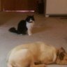 LilKitty42's profile picture. 