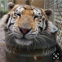 N A I M (@i_amnaim) 's Twitter Profile