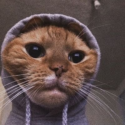 ghooorbaghe's profile picture. 