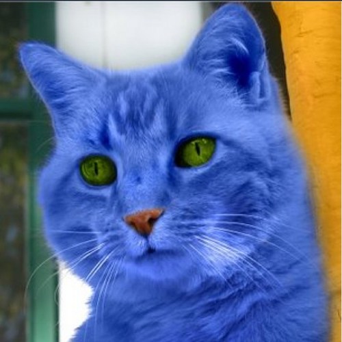 18bluecat's profile picture. Ben Rodrigue in the streets, 18bluecat online. I am not sure who I really am anymore.