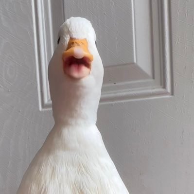 noginowakachan's profile picture. 気軽に絡んで欲しいです。 気まぐれに呟かせてください