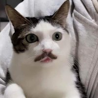 Murgato (@francomurga_) 's Twitter Profile