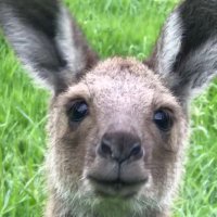 Kanga(@Kangarooei) 's Twitter Profile Photo