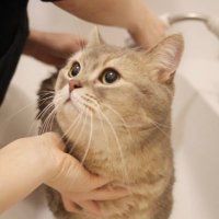 猫ココ 猫のココス (@hello553cat) / X