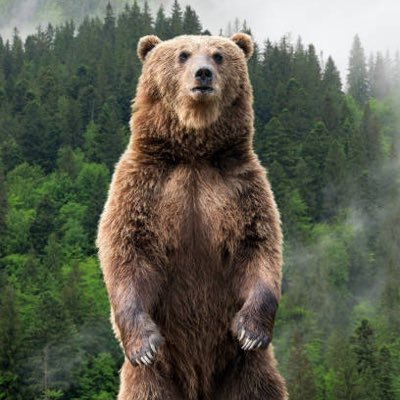 Bear_McGrizz Profile Picture
