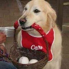 カープ🎏犬🐶広島🍁が大好き。 黒田澤﨑世代。
カープ観戦中はうるさめに呟くことも😌 RT多め。他色々興味有。
政治宗教投資副業エロ関係❌。 被爆三世。無言フォロー失礼。
鍵垢の方のフォローは基本お断り。
DQW好き。
2024 10勝11敗1中止 2025 5勝7敗1中止
#カープ好きと繋がりたい