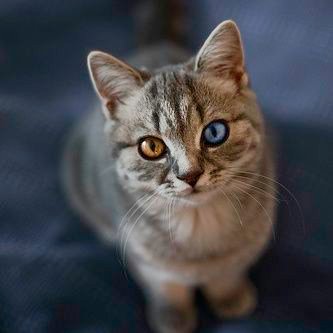 🐾三毛猫🌻 (@lr7_ar) / Posts / X