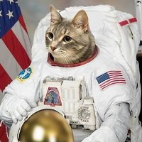 El Gato Astronomico(@MitchyDelta) 's Twitter Profile Photo