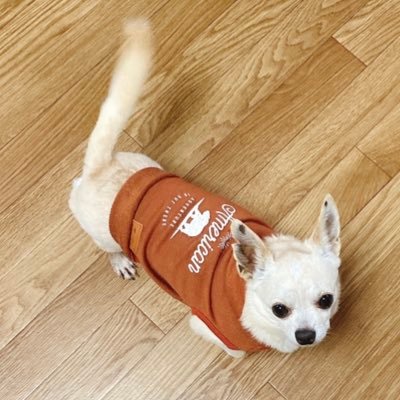 愛犬家のネイリスト🐶💅corgiのシーちゃん🎀🌈&スムチーのしょうまる（保護犬カフェから2019.7.14お迎え🏡）のママです🙆‍♀️