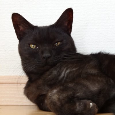 ヤンバルクイナさんのプロフィール画像