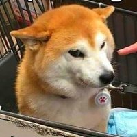 Shiboo (@shinycubes) 's Twitter Profile