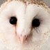 あほ毛のメンフクロウころも＊Barn owl Coromo (@coromowl) Twitter profile photo