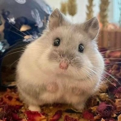 수박さんのプロフィール画像