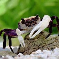 🛸Pandacrab(💙,🧡)(🌸, 🌿).lens (@pandacrab1) 's Twitter Profile