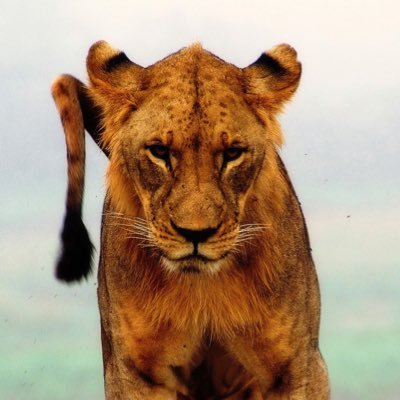 GR2ICE's profile picture. 