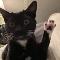 power ranger (@powerrangerhero) 's Twitter Profile