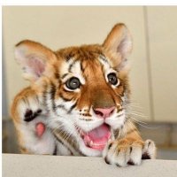 トランザム🐯 (@x0n4qmyvqyflmqa) 's Twitter Profile