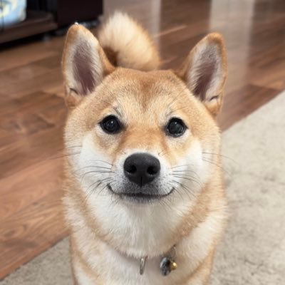 aki0717_shiba's profile picture. 柴犬/2021年7月17日生まれ/パン/プヒプヒ鳴るもの/特技 主の顔舐め 飼い主のTikTok     https://t.co/WcY7Rtcrtj (あきちゃん/お散歩配信/PUBGmobile/歌)