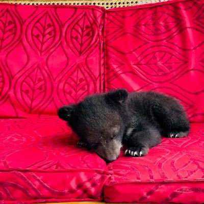 Pradum99's profile picture. loading something good... Bharat🇮🇳