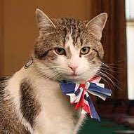 No 10’s grumpy old man. Cat on a mission. Lovin London Life Parody over 18s only.