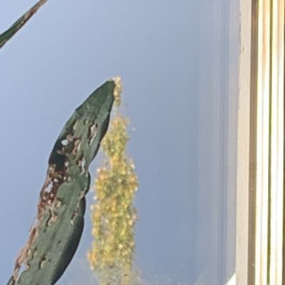 kadundra's profile picture. 