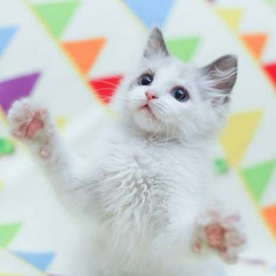 dcfamily_shy's profile picture. 