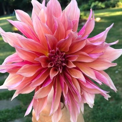 💐 Lover of gardening, #dahlias, the outdoors, sunshine, family & friends, the serial comma, and all the books. #Swiftie. Mom of #POTS #dyautonomia teen.💙