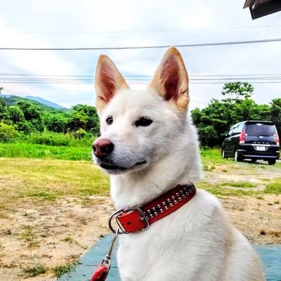 ツイッター初心者です(*´･ω･｀)b
なにぶん爺なので思うようにいきません色々教えて頂けると有難いです🤗 主にめだかで呟きます🥳
時々釣り野菜作りで呟きます🤣

無言フォローさせて頂きますのでよろしくお願いいたします😀

めだか小屋さくらのメダカは
すべて500円迄です🤭