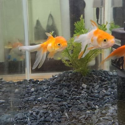 kinton Tosa のアバター