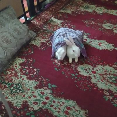 chandan556dude's profile picture. .