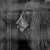 AREK MALANG (@aremaaremania) Twitter profile photo AREK MALANG (@aremaaremania) Twitter profile photo